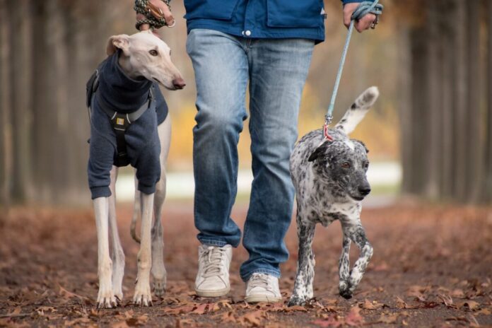 dogs, pet owner, walking