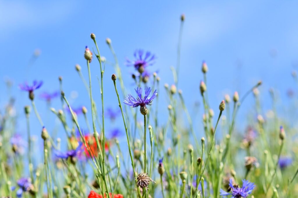 mountain bluets, perennial cornflowers, flowers